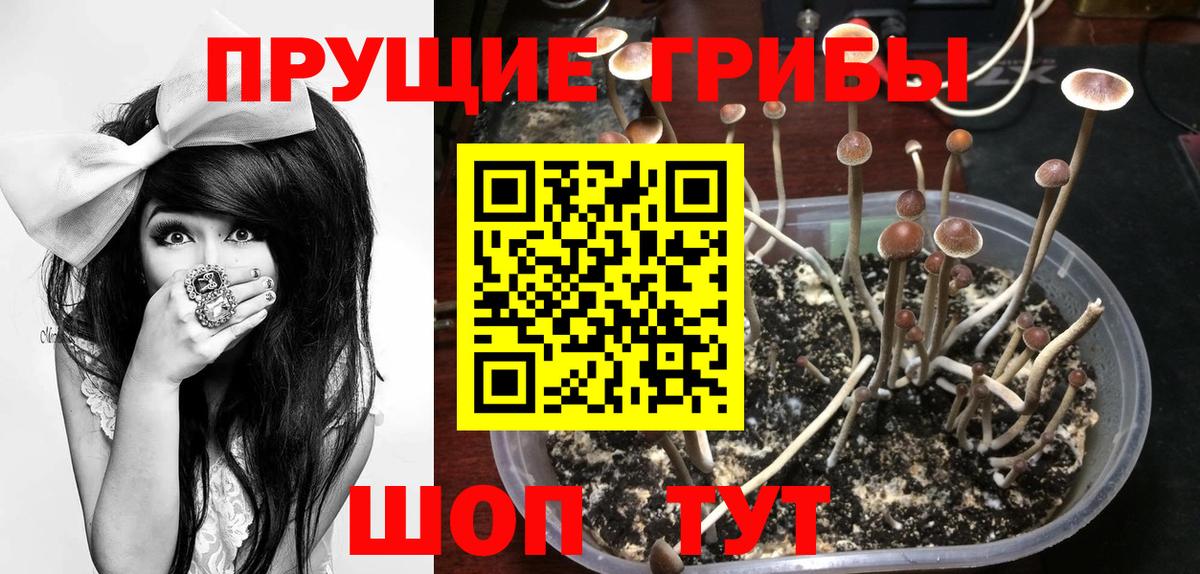 Щёлково  продажа наркотиков  Вход с VPN  Псилоцибиновые грибы прущие грибы  Галлюциногенные грибы MAGIC MUSHROOMS 